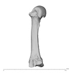 NH MER34 879 Gorilla gorilla gorilla metacarpal third left radial