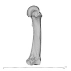 NH MER34 879 Gorilla gorilla gorilla metacarpal third left ulnar