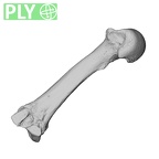 NH MER34 879 Gorilla gorilla gorilla metacarpal third left ply