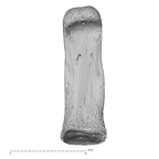 NH MER34 887 Gorilla gorilla ssp. hand phalanx fifth proximal right palmar