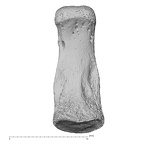 NH MER34 887 Gorilla gorilla ssp. hand phalanx fourth middle right palmar