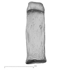 NH MER34 887 Gorilla gorilla ssp. hand phalanx second proximal right palmar