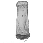 NH MER34 887 Gorilla gorilla ssp. hand phalanx third middle right palmar