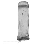 NH MER34 887 Gorilla gorilla ssp. hand phalanx third proximal right palmar