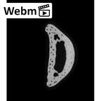 NH MER34 887 Gorilla gorilla ssp. hand phalanx third proximal right ct stack movie