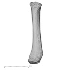 NH MER34 887 Gorilla gorilla ssp. metacarpal fifth right palmar