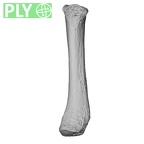 NH MER34 887 Gorilla gorilla ssp. metacarpal fifth right ply