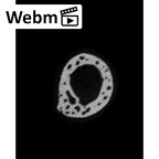 NH MER34 887 Gorilla gorilla ssp. metacarpal first right ct stack movie
