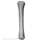 NH MER34 887 Gorilla gorilla ssp. metacarpal fourth right palmar