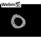 NH MER34 887 Gorilla gorilla ssp. metacarpal fourth right ct stack movie