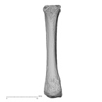 NH MER34 887 Gorilla gorilla ssp. metacarpal second right palmar