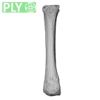 NH MER34 887 Gorilla gorilla ssp. metacarpal second right ply