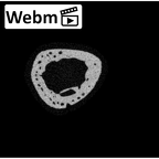 NH MER34 887 Gorilla gorilla ssp. metacarpal third right ct stack movie