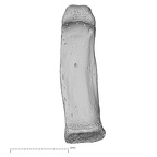 NH MER35 117 Gorilla gorilla gorilla hand phalanx fifth proximal left palmar