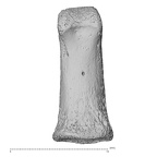 NH MER35 117 Gorilla gorilla gorilla hand phalanx first proximal left palmar
