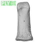 NH MER35 117 Gorilla gorilla gorilla hand phalanx first proximal left ply