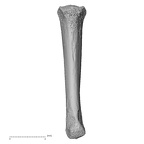 metacarpal fourth left