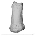 NH MER35 135 Gorilla gorilla gorilla hand phalanx fifth middle left dorsal
