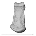 NH MER35 135 Gorilla gorilla gorilla hand phalanx fifth middle left palmar