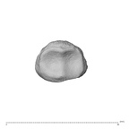 NH MER35 135 Gorilla gorilla gorilla hand phalanx fifth middle left proximal