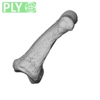 NH MER35 135 Gorilla gorilla gorilla hand phalanx fifth middle left ply