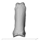 NH MER35 135 Gorilla gorilla gorilla hand phalanx fifth proximal left dorsal