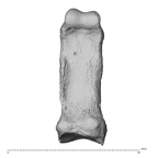 NH MER35 135 Gorilla gorilla gorilla hand phalanx fifth proximal left palmar