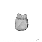 NH MER35 135 Gorilla gorilla gorilla hand phalanx fifth proximal left proximal