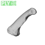 NH MER35 135 Gorilla gorilla gorilla hand phalanx fifth proximal left ply