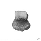 NH MER35 135 Gorilla gorilla gorilla hand phalanx first proximal left distal