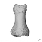 NH MER35 135 Gorilla gorilla gorilla hand phalanx first proximal left dorsal