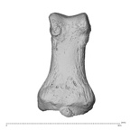 NH MER35 135 Gorilla gorilla gorilla hand phalanx first proximal left palmar