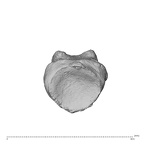 NH MER35 135 Gorilla gorilla gorilla hand phalanx first proximal left proximal