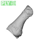 NH MER35 135 Gorilla gorilla gorilla hand phalanx first proximal left ply