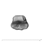 NH MER35 135 Gorilla gorilla gorilla hand phalanx fourth middle left distal