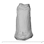 NH MER35 135 Gorilla gorilla gorilla hand phalanx fourth middle left dorsal