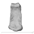 NH MER35 135 Gorilla gorilla gorilla hand phalanx fourth middle left palmar