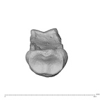 NH MER35 135 Gorilla gorilla gorilla hand phalanx fourth middle left proximal