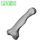 NH MER35 135 Gorilla gorilla gorilla hand phalanx fourth middle left ply