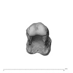 NH MER35 135 Gorilla gorilla gorilla hand phalanx fourth proximal left distal