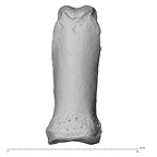 NH MER35 135 Gorilla gorilla gorilla hand phalanx fourth proximal left dorsal