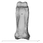 NH MER35 135 Gorilla gorilla gorilla hand phalanx fourth proximal left palmar