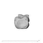 NH MER35 135 Gorilla gorilla gorilla hand phalanx fourth proximal left proximal