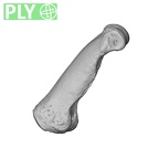 NH MER35 135 Gorilla gorilla gorilla hand phalanx fourth proximal left ply