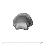NH MER35 135 Gorilla gorilla gorilla hand phalanx second middle left distal
