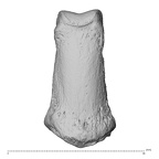 NH MER35 135 Gorilla gorilla gorilla hand phalanx second middle left dorsal
