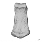 NH MER35 135 Gorilla gorilla gorilla hand phalanx second middle left palmar