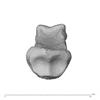 NH MER35 135 Gorilla gorilla gorilla hand phalanx second middle left proximal
