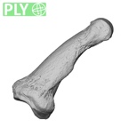 NH MER35 135 Gorilla gorilla gorilla hand phalanx second middle left ply