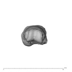 NH MER35 135 Gorilla gorilla gorilla hand phalanx second proximal left distal